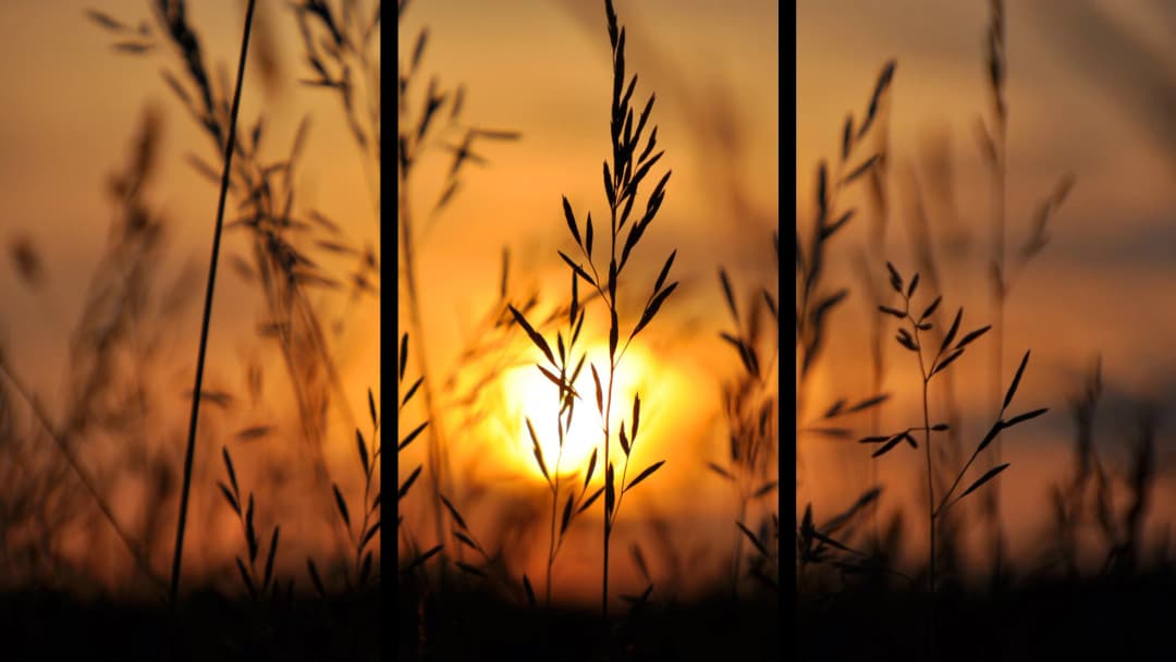 Wild Grass Sunset Silhouette – 3 Panels