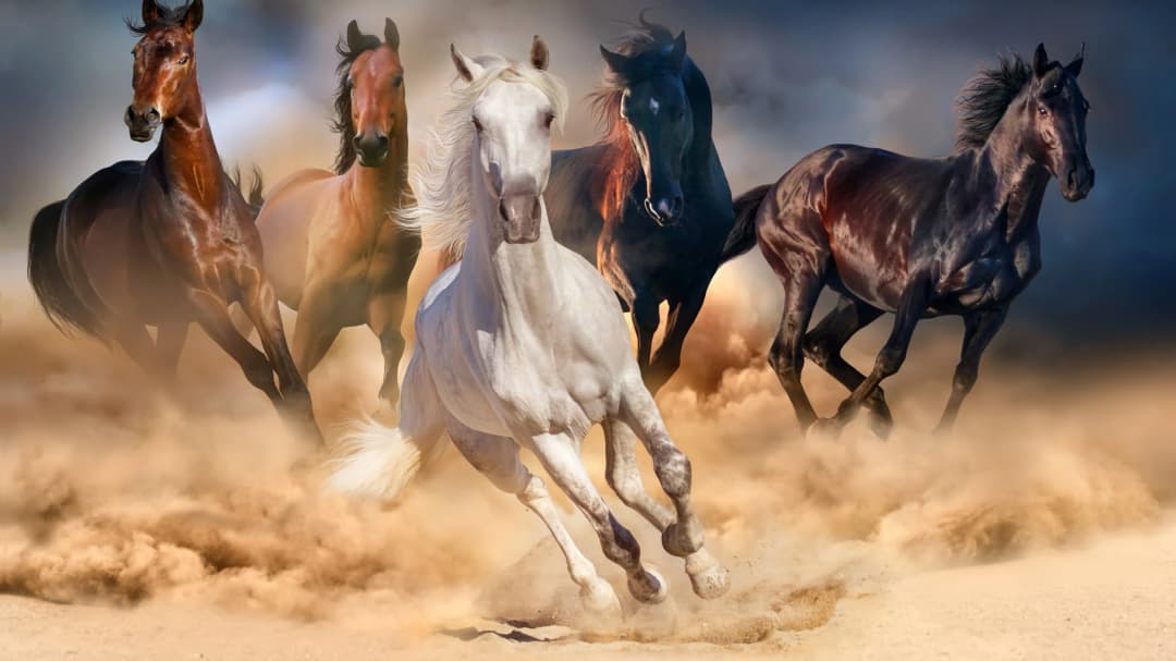 Wild Horses Stampede